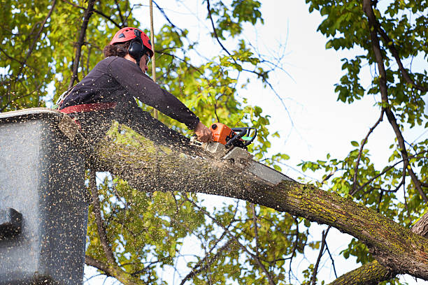 How Our Tree Care Process Works  in  Pulaski, WI