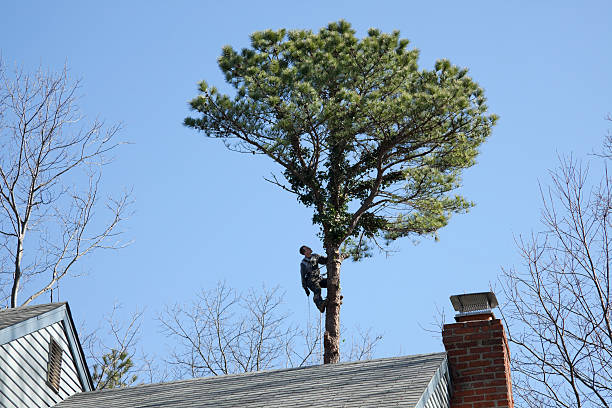 Professional Tree Care in Pulaski, WI