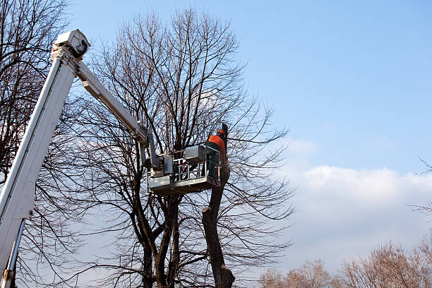 Best Tree Health Inspection  in Pulaski, WI