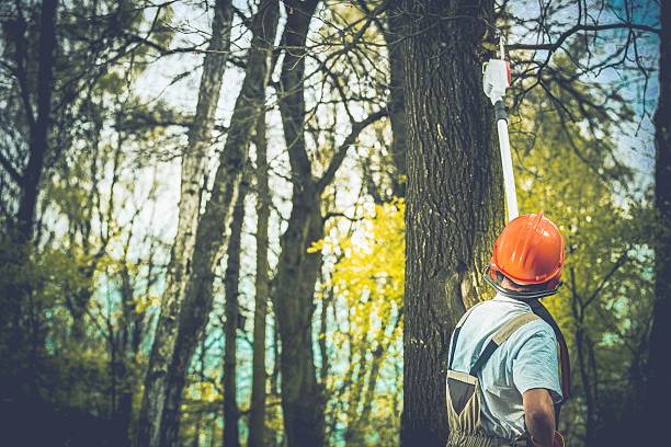 How Our Tree Care Process Works  in  Pulaski, WI